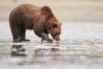Grizzly Bear eating a clam at low tide, Silver Salmon Creek, Alaska