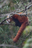 Red Panda