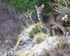 ROE DEER 4