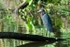 Little Blue Heron