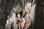 Common Guillemot 3051