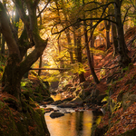 Woodland Light