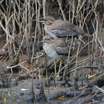 Water Thick-knee portfolio