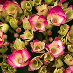 Flora-011