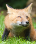 Red Fox Kit #9