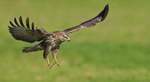 Common Buzzard
