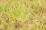 SBM_06254