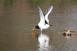 Wild Birds portfolio