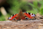 Peacock basking on a log, Roman Road, Otmoor