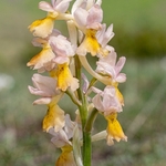 Hybrid Orchis - Orchis x colemanii ( Orchis mascula x O. pauciflora) This is a natural hybrid between  Early purple orchid (O. mascula) and few flowered orchid (O. pauciflora). 