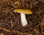 Ochre Brittlegill