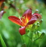 Hemerocallis Berlin Red