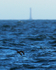 Manx Shearwaters in flight near the Bishop Rock Lighthouse