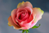 Pink Rose - DSC_2699