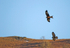 Red Kite & Buzzard