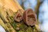 Jelly Ear