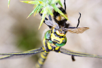 Female Golden-Ringed dragonfly