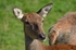 Red Deer