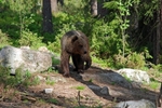 Brown Bear
