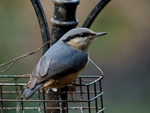Nuthatch