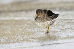 Purple Sandpiper