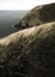 Sea and grass