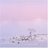 Lone Tree at Dawn