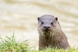 Otter