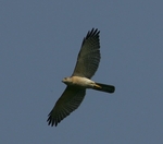 Shikra