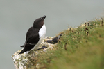 Razorbill at RSPB Bempton Cliffs