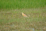 Squacco Heron