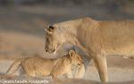 Mama and cub