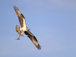Osprey flying & carrying tree branch, Blue Cypress Lake, Florida