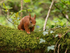 May 2024 - Red Squirrel