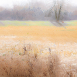 Field Impressions