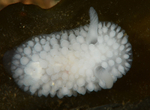 Onchidoris muricata
