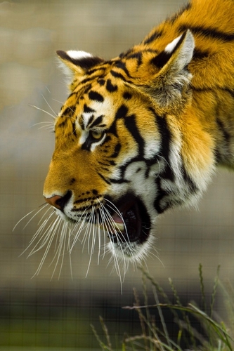 One of the largest of the 'big cats', the tiger (Panthera tigris) is an instantly recognisable animal and an iconic s…
