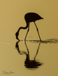 Flamingo Silouette
