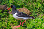 oystercatcher Haematopus ostralegus-5675