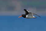 Close fly-past of an Oystercatcher on the shore of Loch Indaal, Islay
