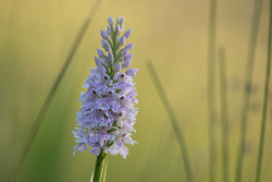 Wild Irish Orchid
