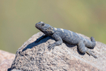 Starred Agama Lizard