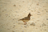Crested Lark