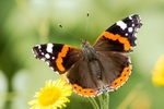 Red Admiral Walters Copse Isle of Wight