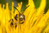 Andrena chrysosceles (m)