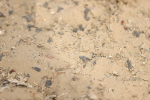 SBM_008476