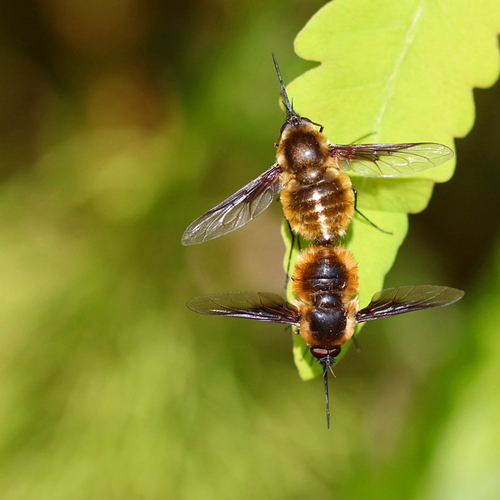 A pair of mating Greater Bee Flies.