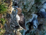 Common Guillemot