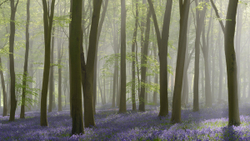 Bluebell mist breakthrough IV