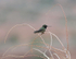 Black-chinned Hummingbird male on bare branch